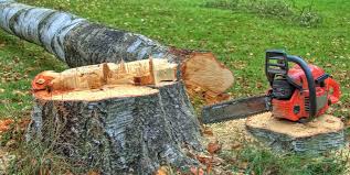 Best Commercial Tree Services  in Sunnyside, CA