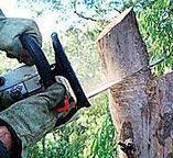Best Leaf Removal  in Sunnyside, CA