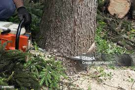 Best Root Management and Removal  in Sunnyside, CA