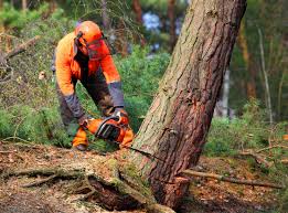 Trusted Sunnyside, CA Tree Care Experts