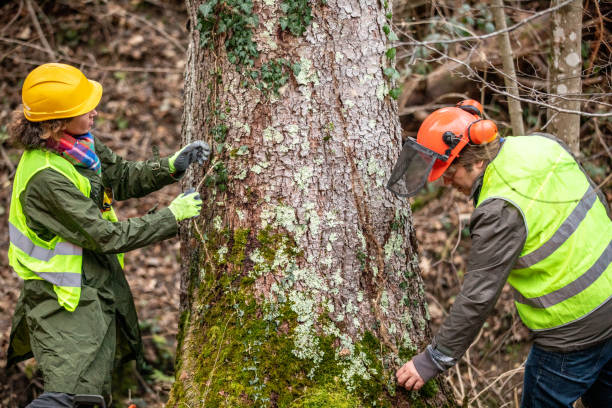 Best Tree Mulching  in Sunnyside, CA