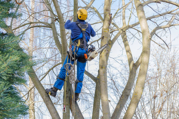 Best Seasonal Cleanup (Spring/Fall)  in Sunnyside, CA