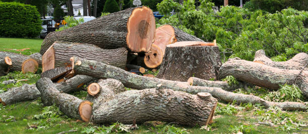Best Firewood Processing and Delivery  in Sunnyside, CA