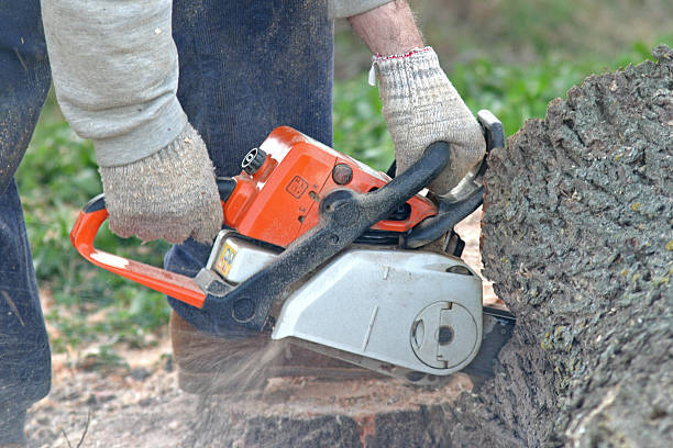 Best Grass Overseeding  in Sunnyside, CA