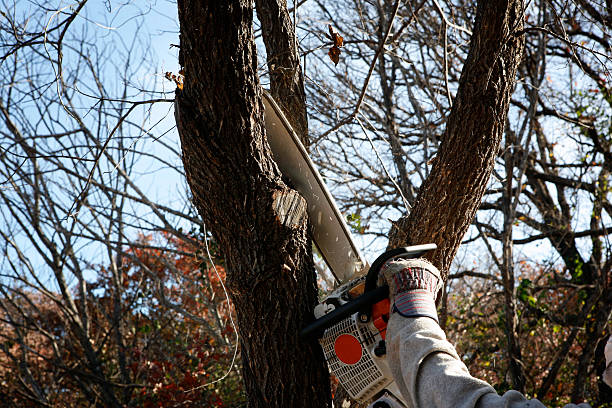 Lawn Pest Prevention in Sunnyside, CA