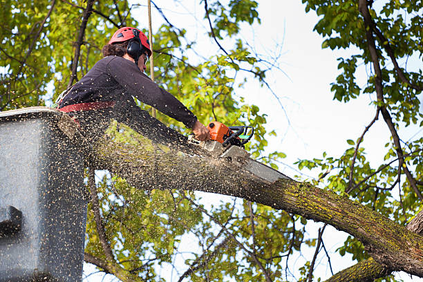 Best Stump Grinding and Removal  in Sunnyside, CA