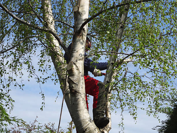 Best Emergency Tree Removal  in Sunnyside, CA