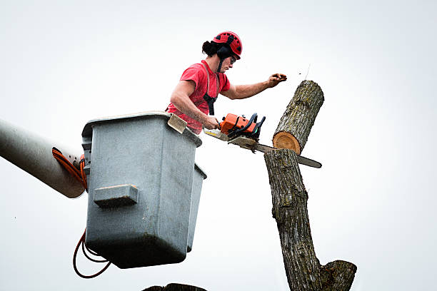 Best Hazardous Tree Removal  in Sunnyside, CA