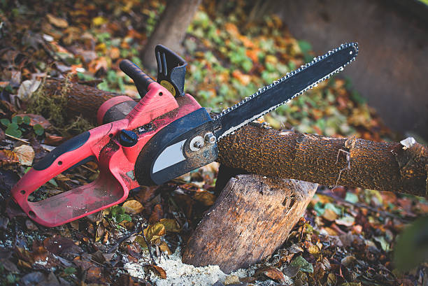 How Our Tree Care Process Works  in  Sunnyside, CA