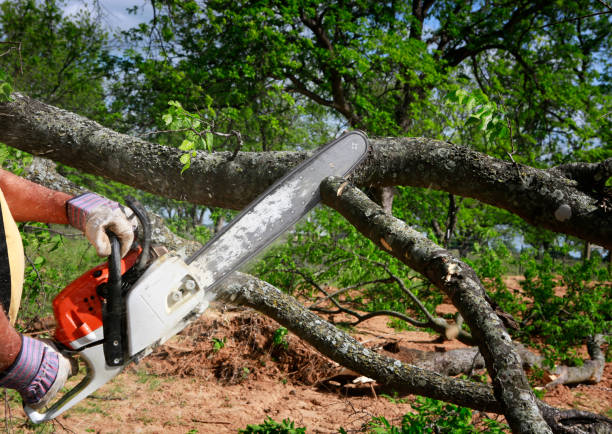 Best Tree Maintenance Programs  in Sunnyside, CA